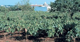 Vignoble sur un sol terra rossa
