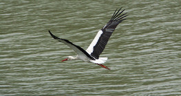 Cigogne