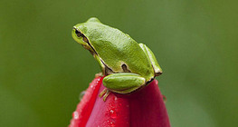 Laubfrosch auf einer Tulpe