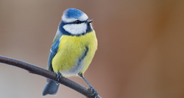 Mésange bleue eurasienne