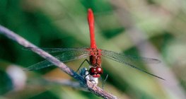 Libellule