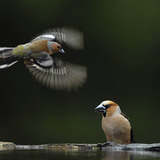 Common chaffinch (left) and Hawfinch