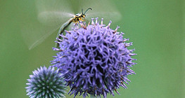 Fourmilion sur un echinops