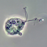 De oorzakelijke agens van trichomonas vaginalis (Fasecontrastafbeelding)