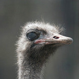 Struisvogel