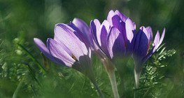 Crocus