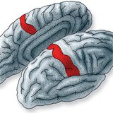 De plek in de hersenschors waar informatie van huidreceptoren wordt verwerkt