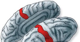 Die Stelle der Großhirnrinde, wo die von den Hautrezeptoren eintreffenden Impulse verarbeitet werden