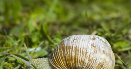 Escargot romain