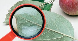 Untersuchung des Apfelbaumblattes