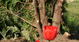 Tulpe