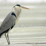 Héron cendré sur la glace