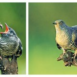 Vogel voert een gretig koekoekkuiken. Jonge koekoek wacht om gevoerd te worden