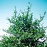 Kersenboom