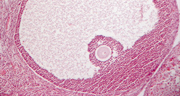 Vue en coupe transversale d'un ovaire (mammifère)