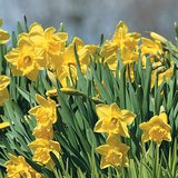 Wilder narcissen