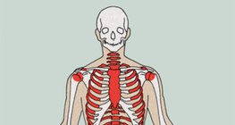 Bildungsort von Blutzellen