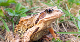 Grenouille