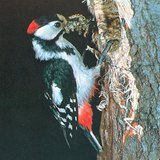 Woodpecker