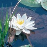 Nénuphar blanc