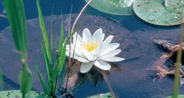 Nénuphar blanc