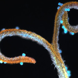 Stempel van een paardenbloem met pollen