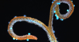 Stigmate de pissenlit avec pollen