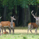 Deer