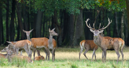 Cerf