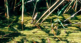 Spirogyre