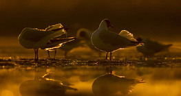 Black-headed gulls at sunset