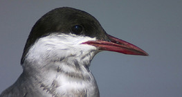 Weißbart-Seeschwalbe