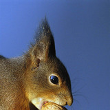 Ecureuil mangeant des noix