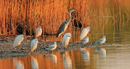 Wasservögel, die in der Morgensonne ein Sonnenbad nehmen