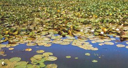 Plantes aquatiques flottant sur l'eau
