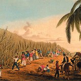 William Clark: Suikerriet snijden, Antigua