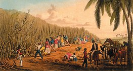 William Clark: Coupe de la canne à sucre à Antigua