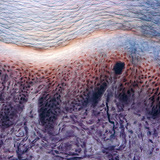 Dwarsdoorsnede van menselijke vingerhuid met receptoren