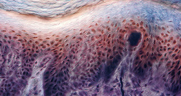 Haut eines menschlichen Fingers mit Rezeptoren, Querschnitt