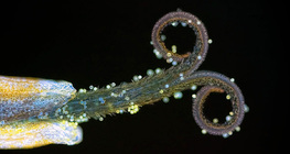 Stigmate de pissenlit avec pollen (sous lumière UV)