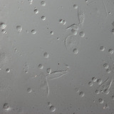 Globules rouges d'une larve de drosophile