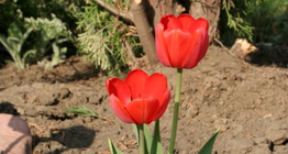 Tulipe