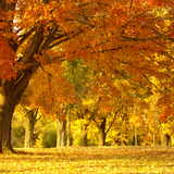 Herfst in het park