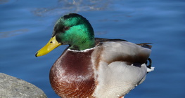 Colvert