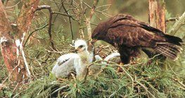 Mäusebussard füttert seine Jungvogel