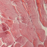 Pees (dwarsdoorsnede)