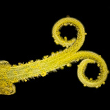 Paardenbloem stigma met pollen (wit licht, donkere achtergrond)