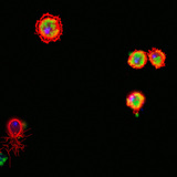 Drosophila hemocyten (rood gekleurd) die bacteriën (groen gekleurd) verslinden