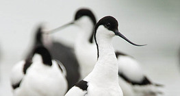 Avocette