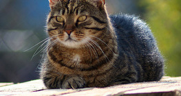 Chat